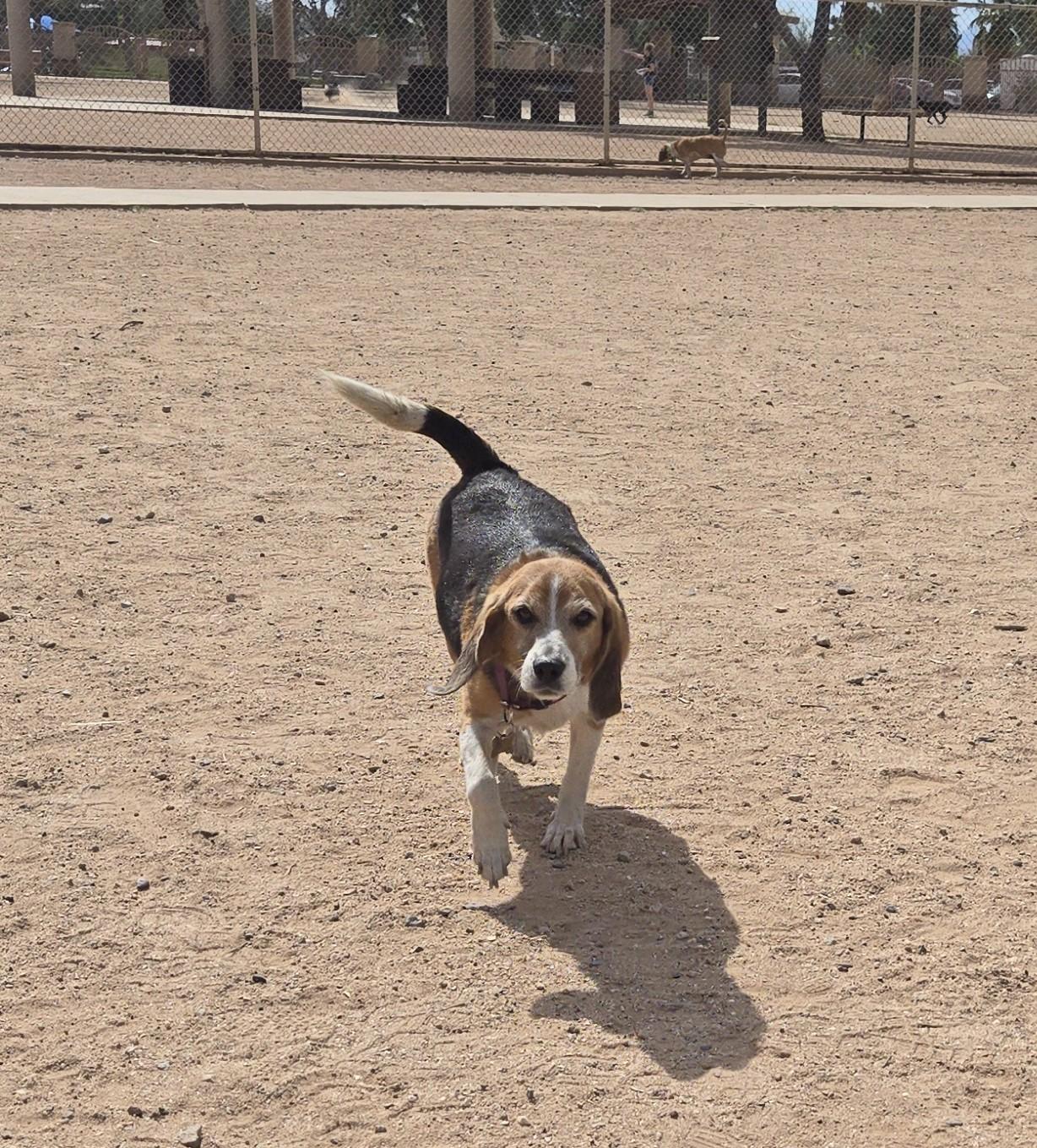 Enlarge Tika, a ADOPTABLE Beagle in Tucson, AZ image 2/4