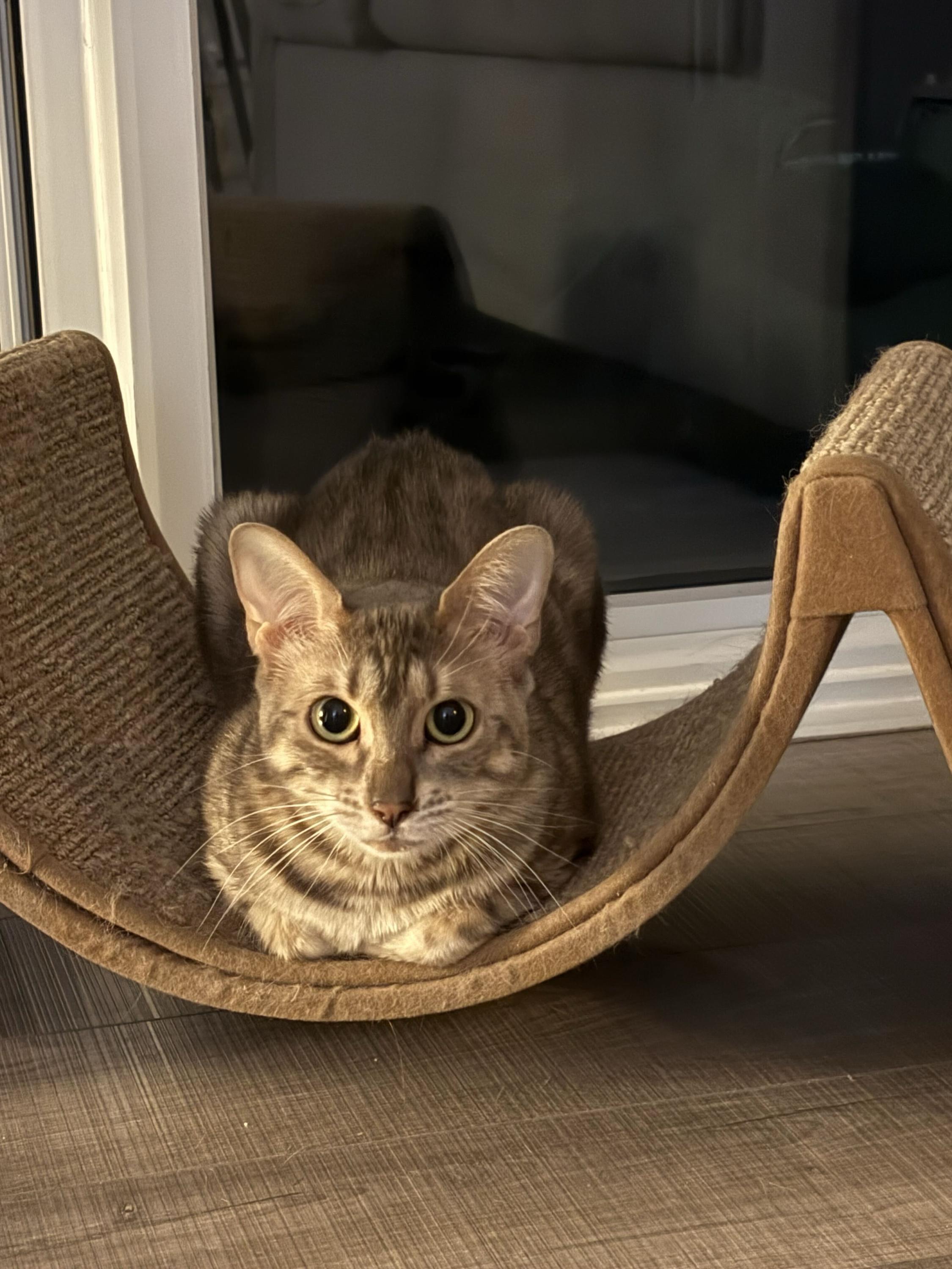 Enlarge Sinclair, a Adoptable Bengal in Toronto, ON image 3/4
