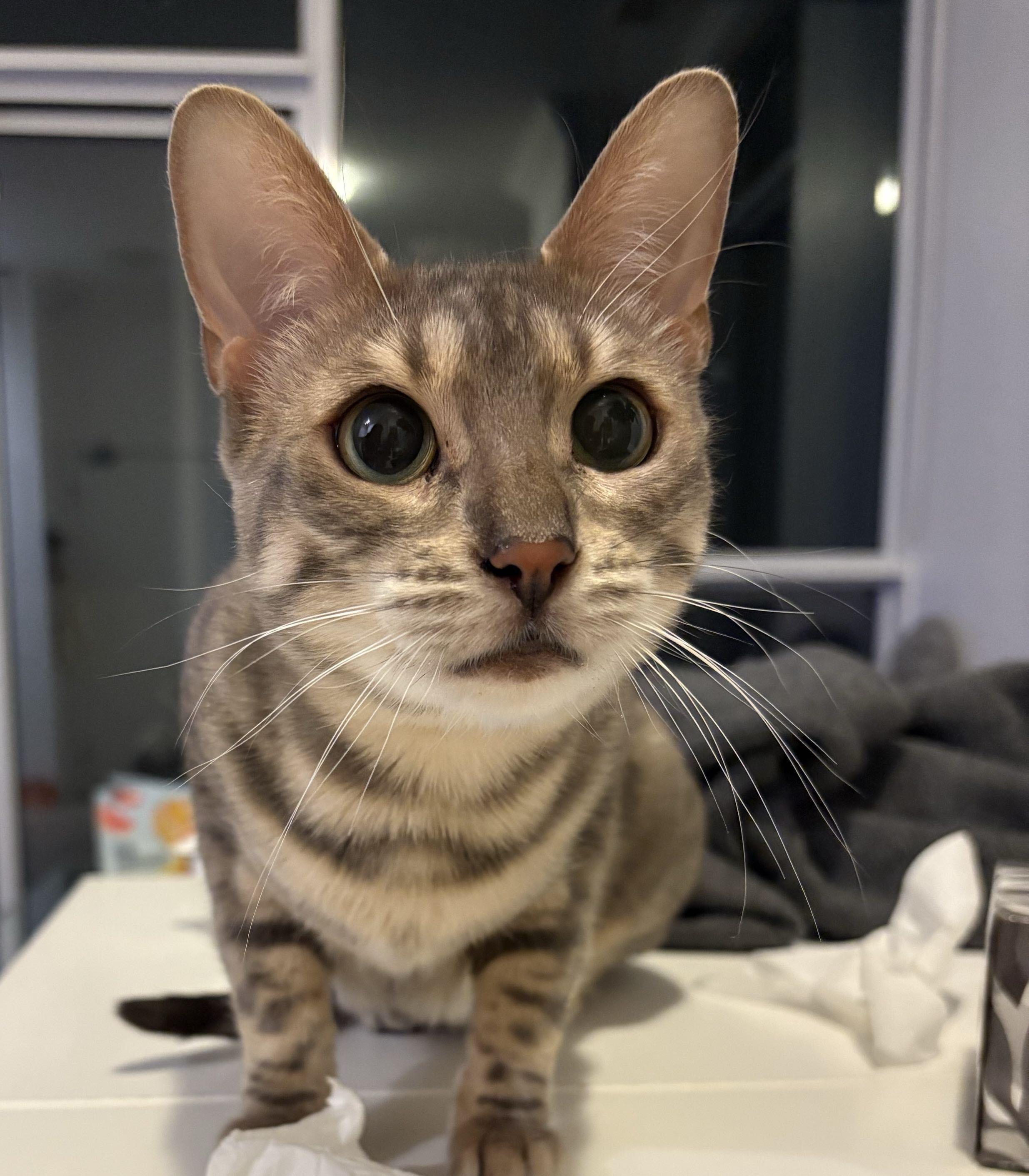 Sinclair, Adoptable, Young Female Bengal.