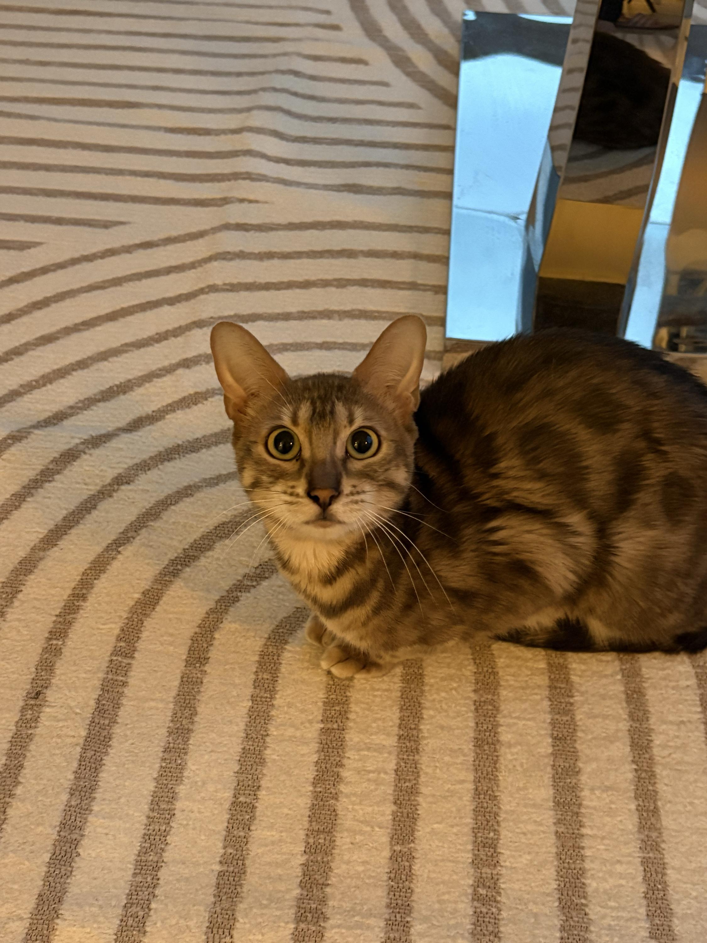 Enlarge Sinclair, a Adoptable Bengal in Toronto, ON image 4/4