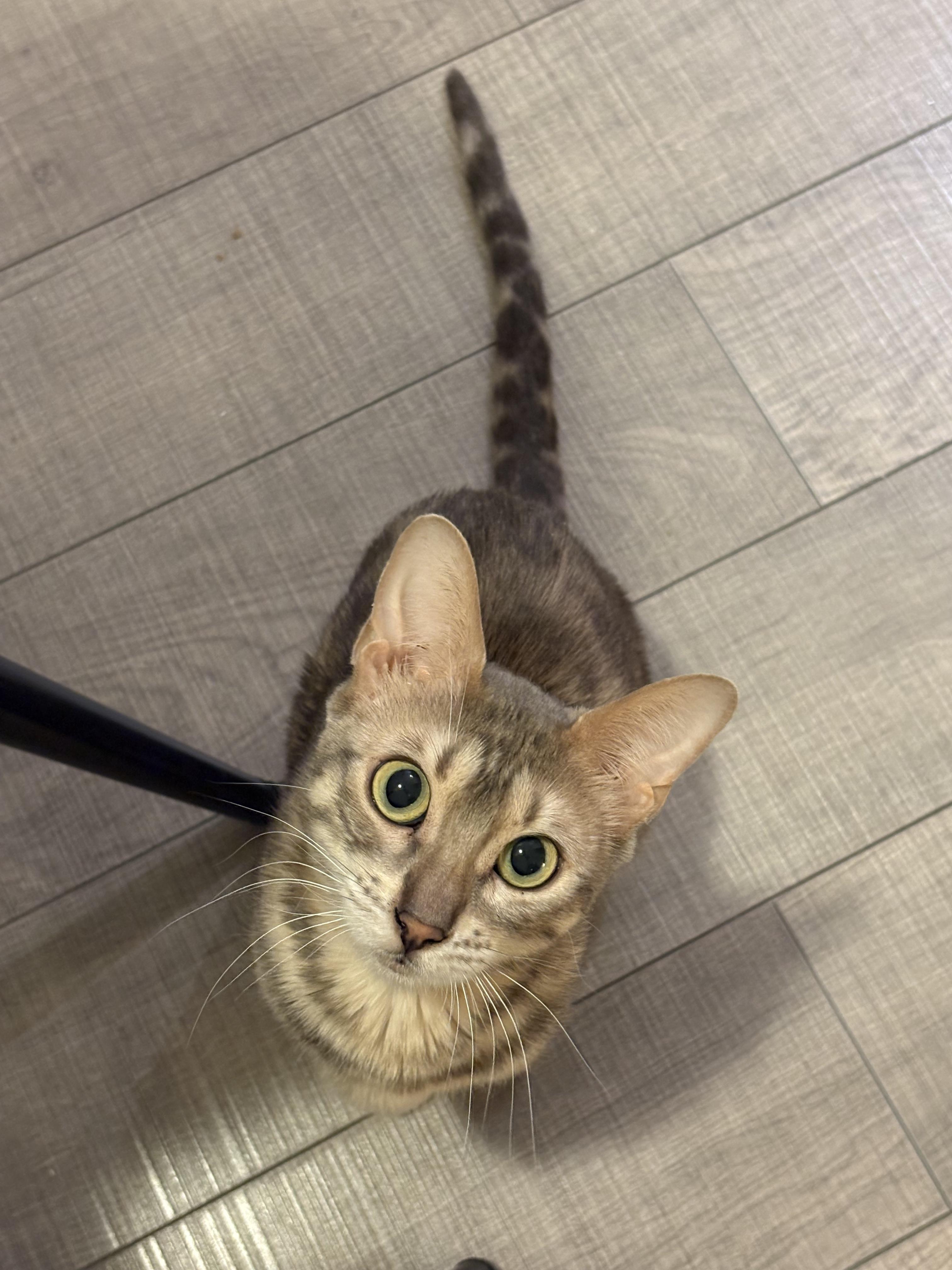 Enlarge Sinclair, a Adoptable Bengal in Toronto, ON image 2/4