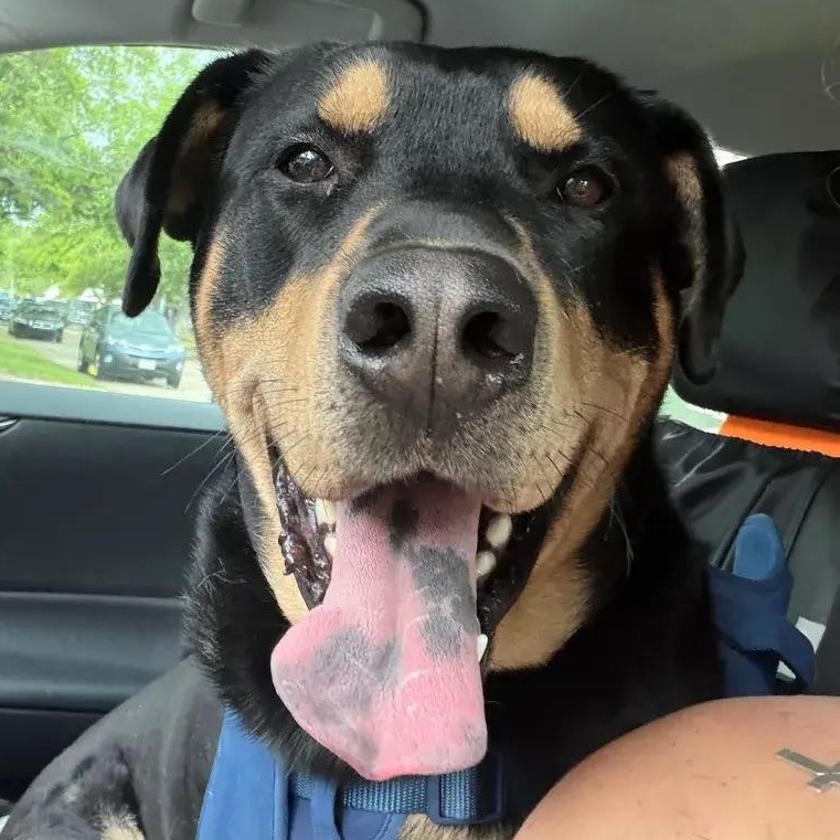 Bear, an adopted mixed breed in Polk, OH image 5/6