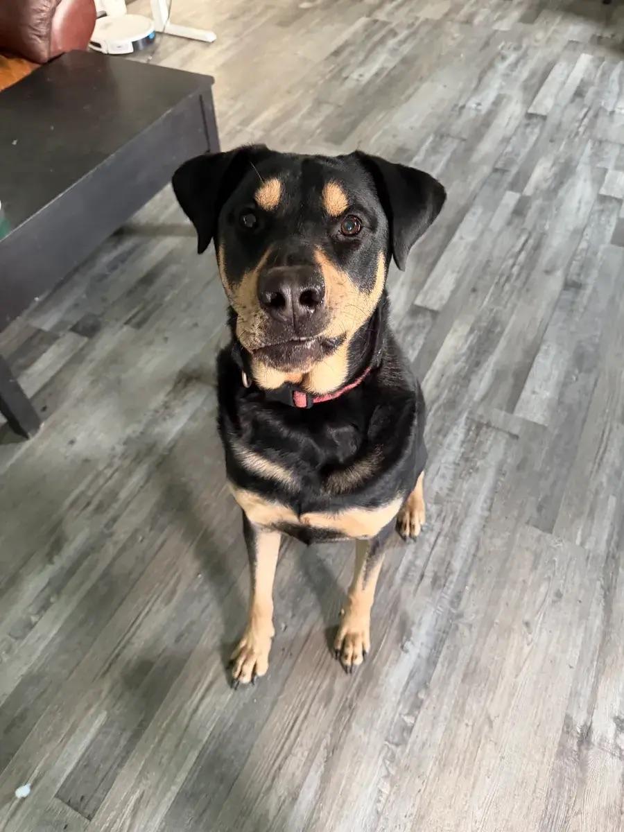Bear, adopted, Adult Male Rottweiler & Mixed Breed.