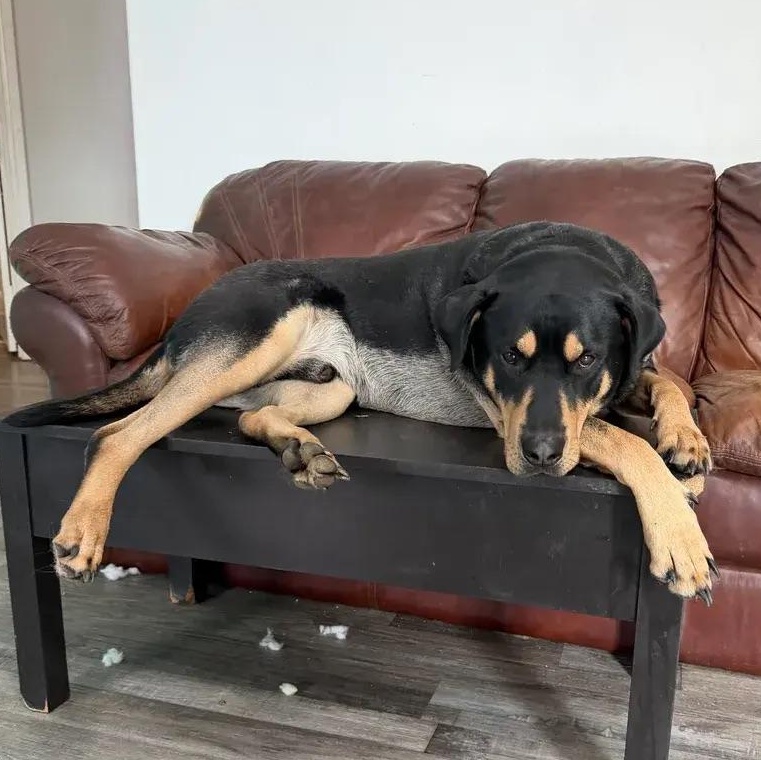 Bear, an adopted mixed breed in Polk, OH image 3/6