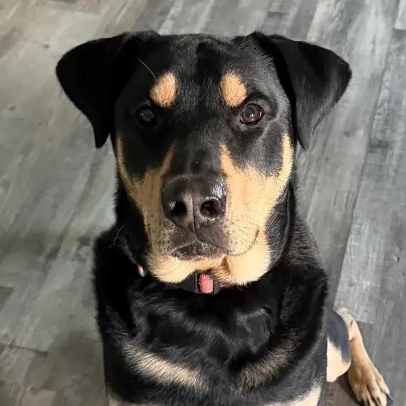 Bear, an adopted mixed breed in Polk, OH image 6/6
