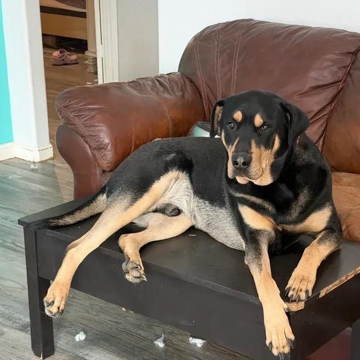Bear, an adopted mixed breed in Polk, OH image 4/6