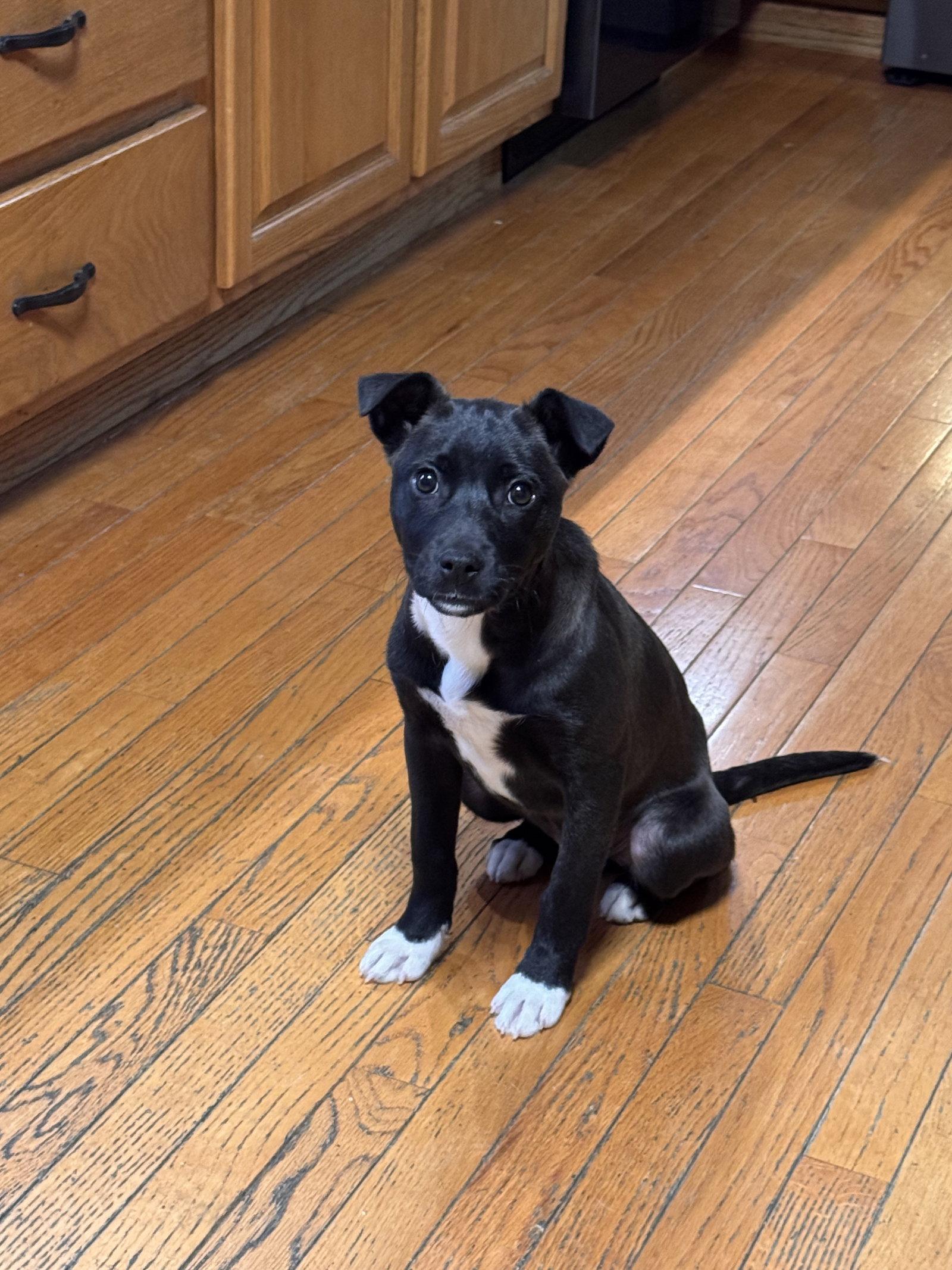 Hope, Adoptable, Puppy Female Boxer & Dachshund.