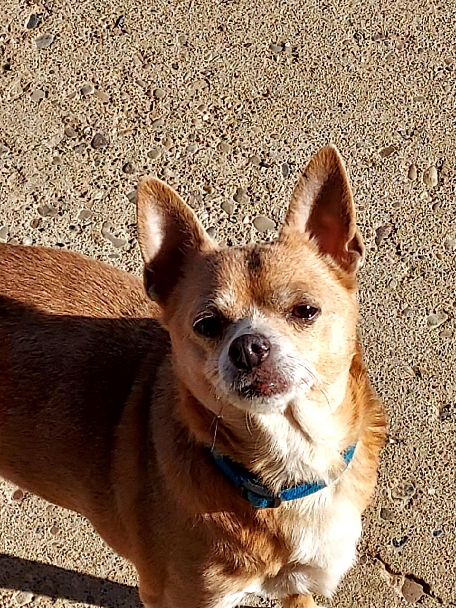 Chipper, a Adoptable Chihuahua in St. Clairsville, OH image 2/2