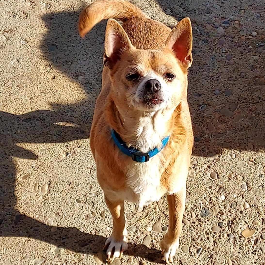 Chipper, a Adoptable Chihuahua in St. Clairsville, OH image 1/2