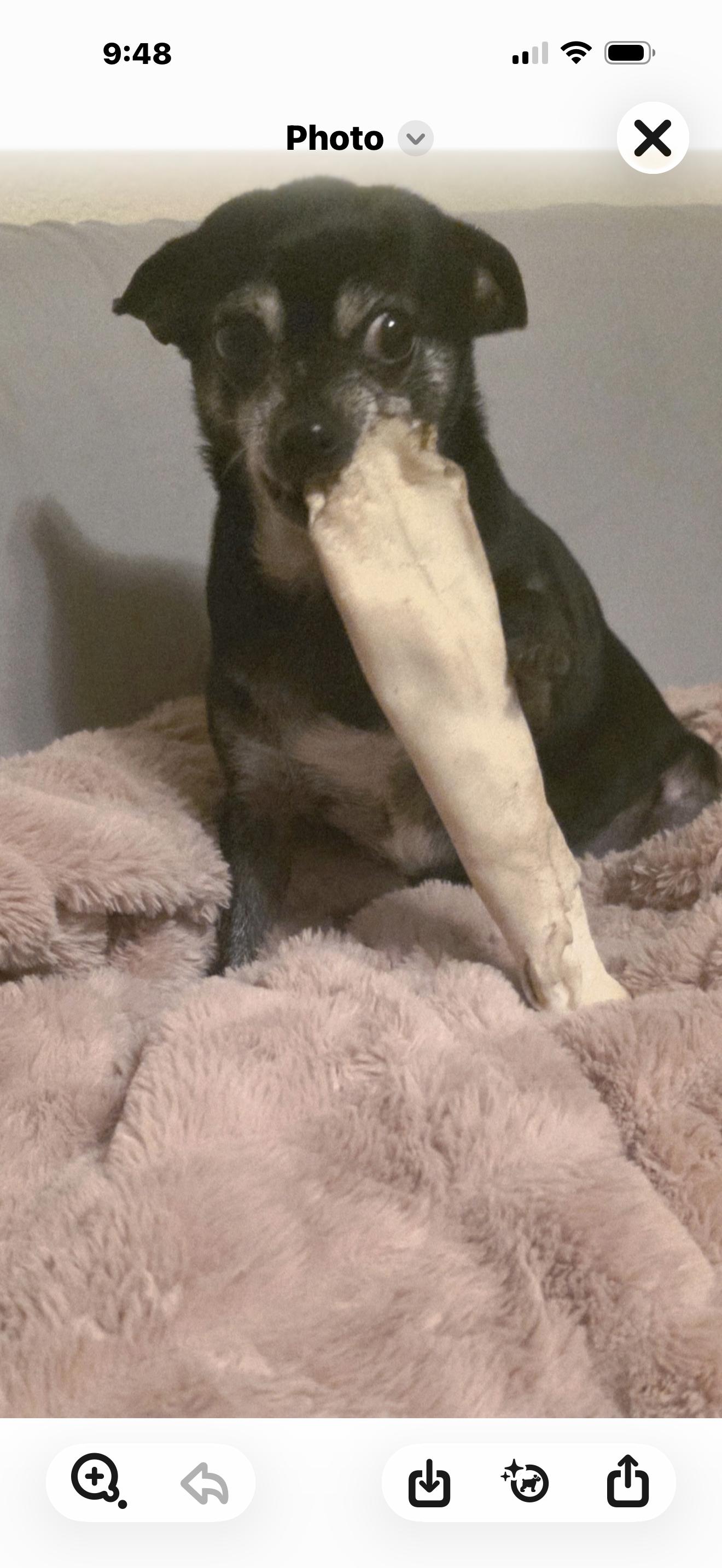 Betty, Adoptable, Adult Female Chihuahua.