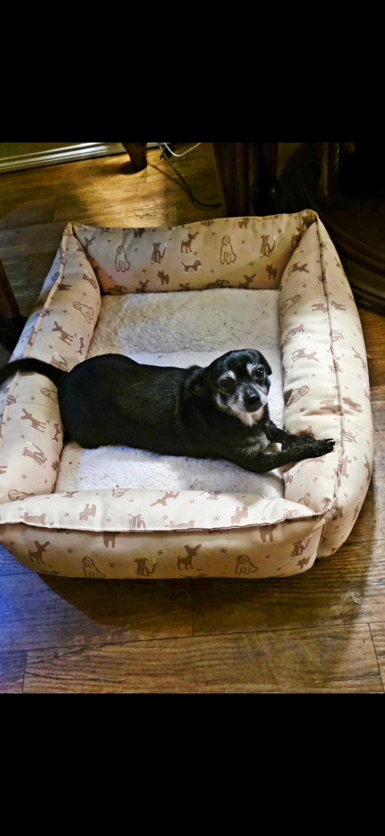Betty, Adoptable, Adult Female Chihuahua.