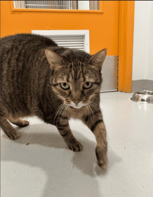 Lilly, Adoptable, Adult Female Domestic Short Hair.