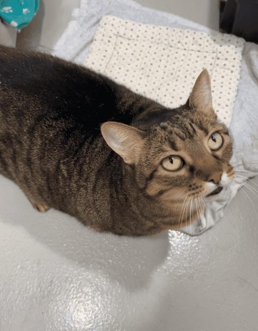 Enlarge Lilly, a Adoptable Domestic Short Hair in Boucherville, QC image 2/3