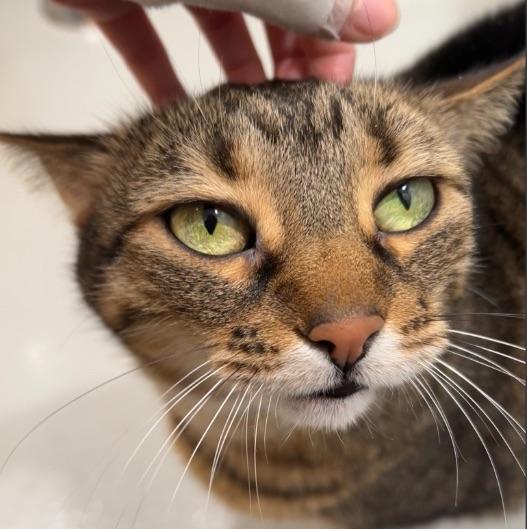 Enlarge Lilly, a Adoptable Domestic Short Hair in Boucherville, QC image 3/3