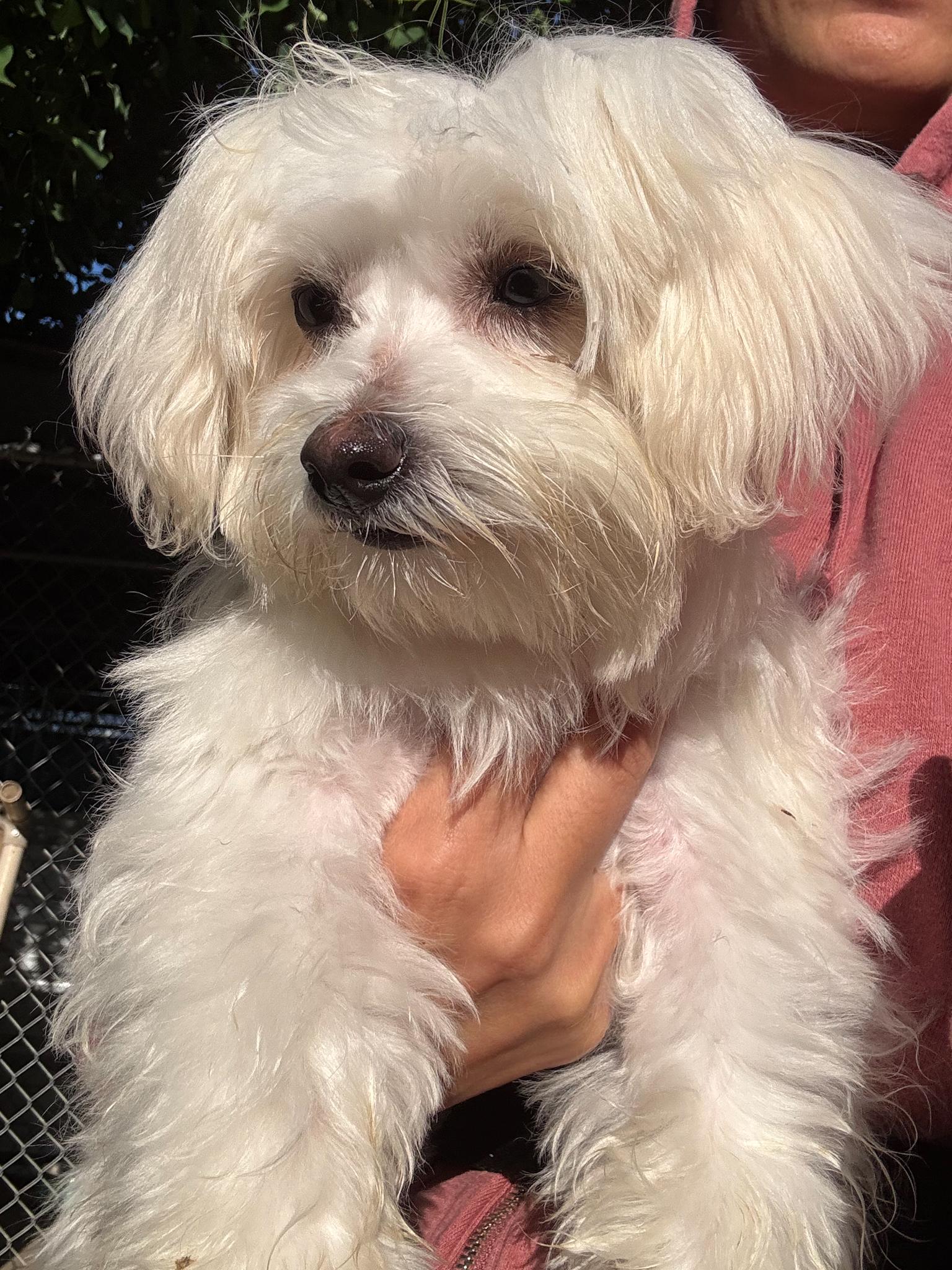 BABY LUNA, Adopted, Puppy Female Maltese.