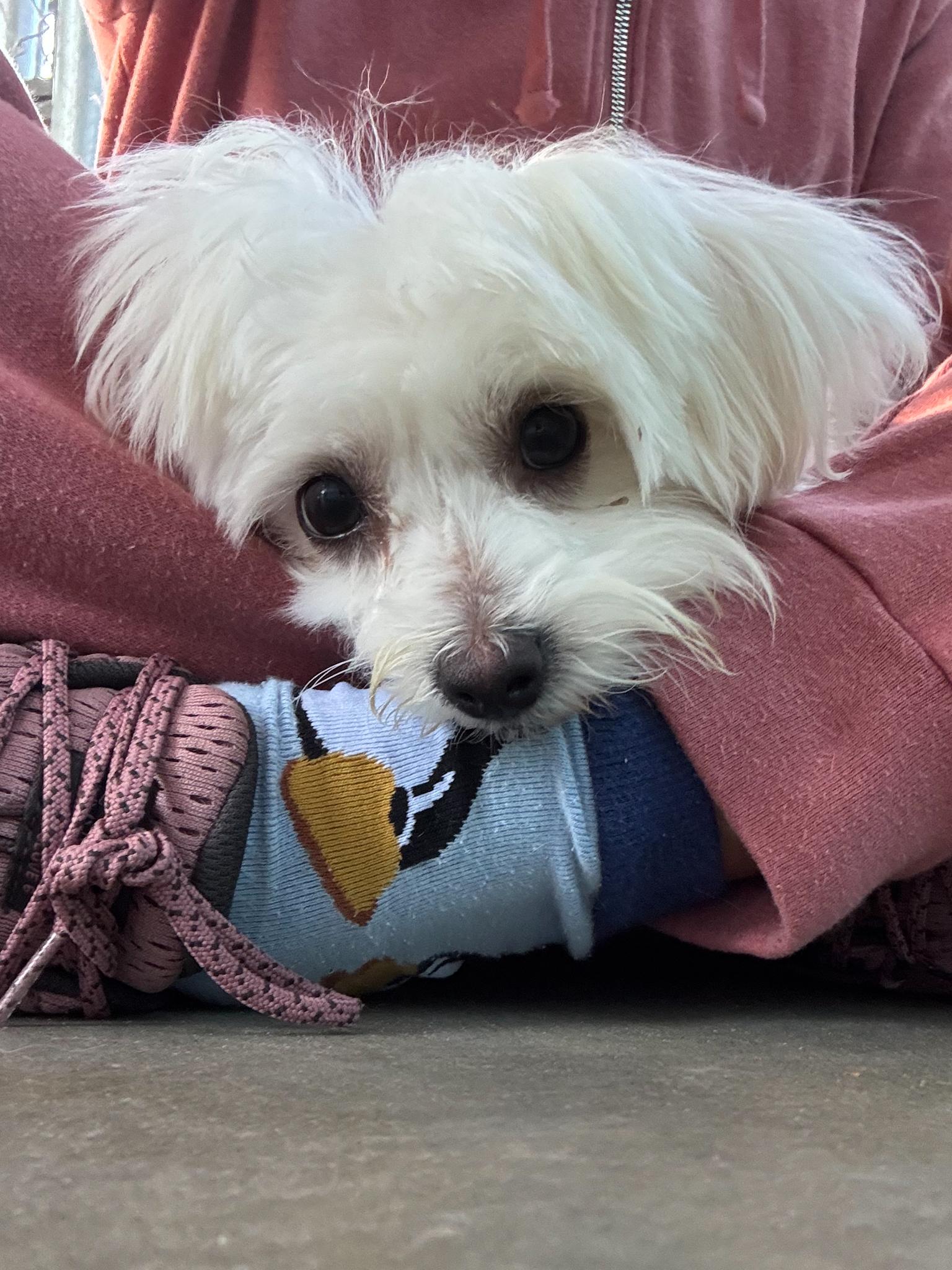 Enlarge BABY LUNA, a Adopted mixed breed in Fresno, CA image 2/6