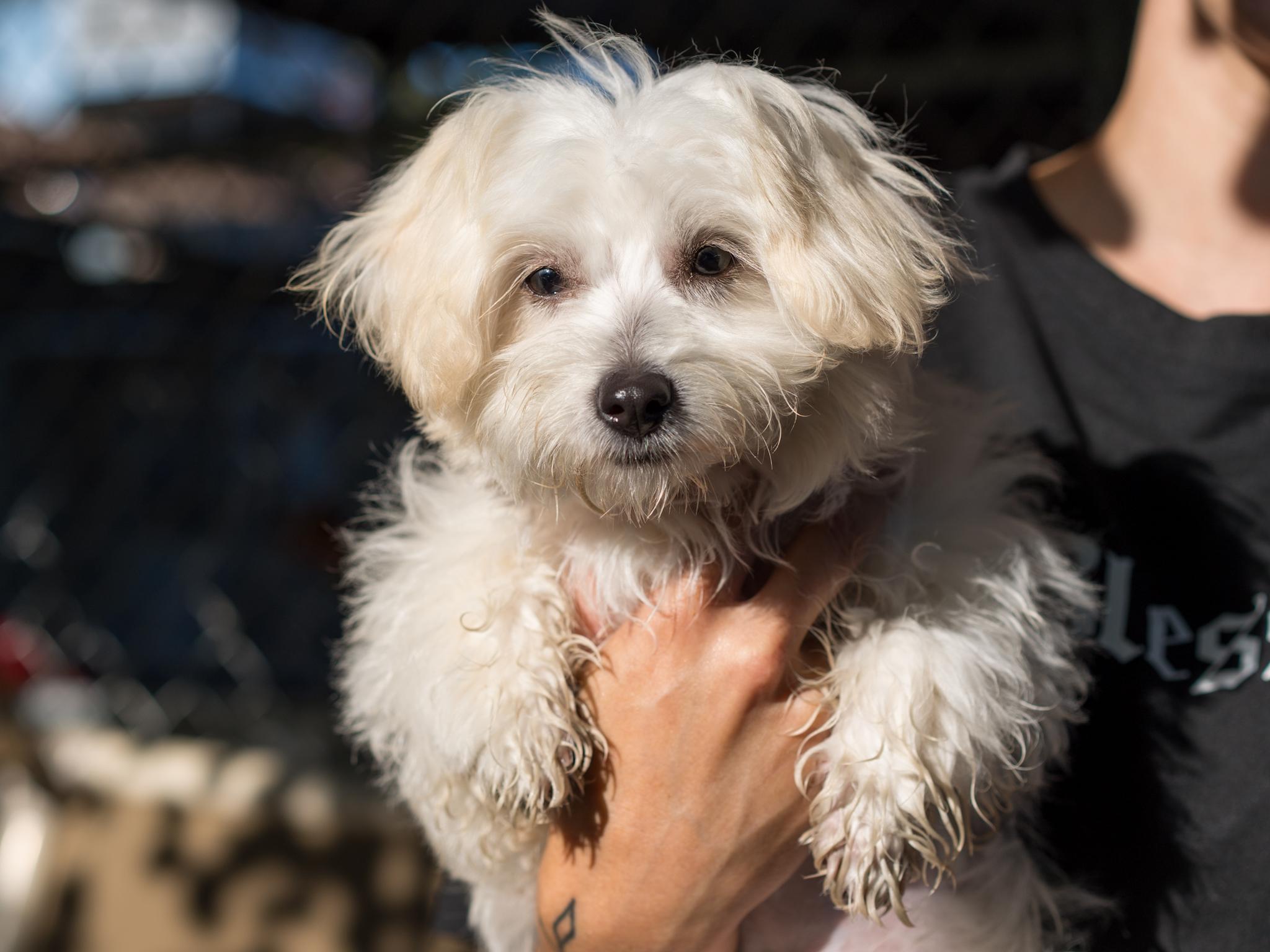 Enlarge BABY LUNA, a Adopted mixed breed in Fresno, CA image 4/6