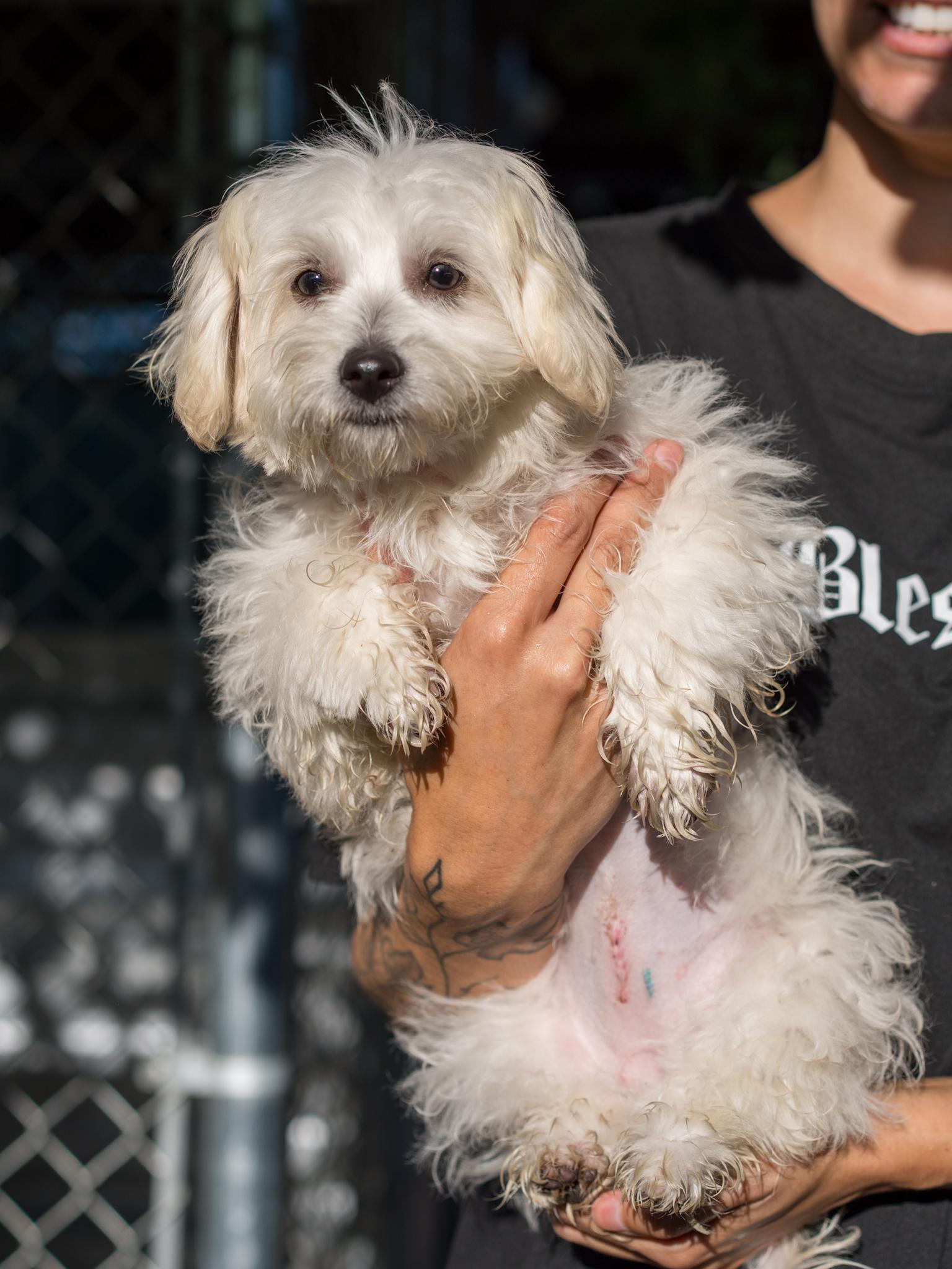 Enlarge BABY LUNA, a Adopted mixed breed in Fresno, CA image 5/6