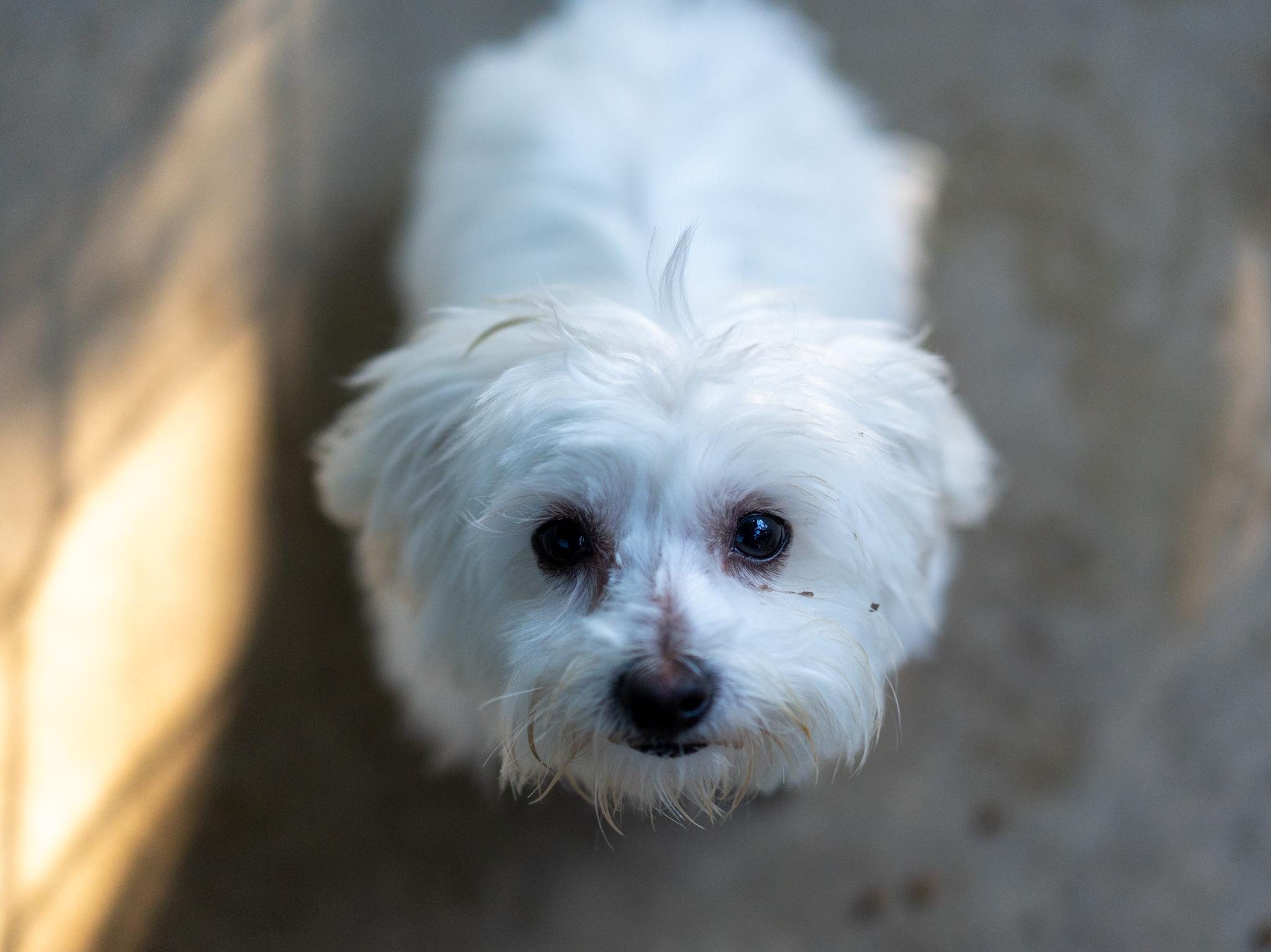 Enlarge BABY LUNA, a Adopted mixed breed in Fresno, CA image 3/6