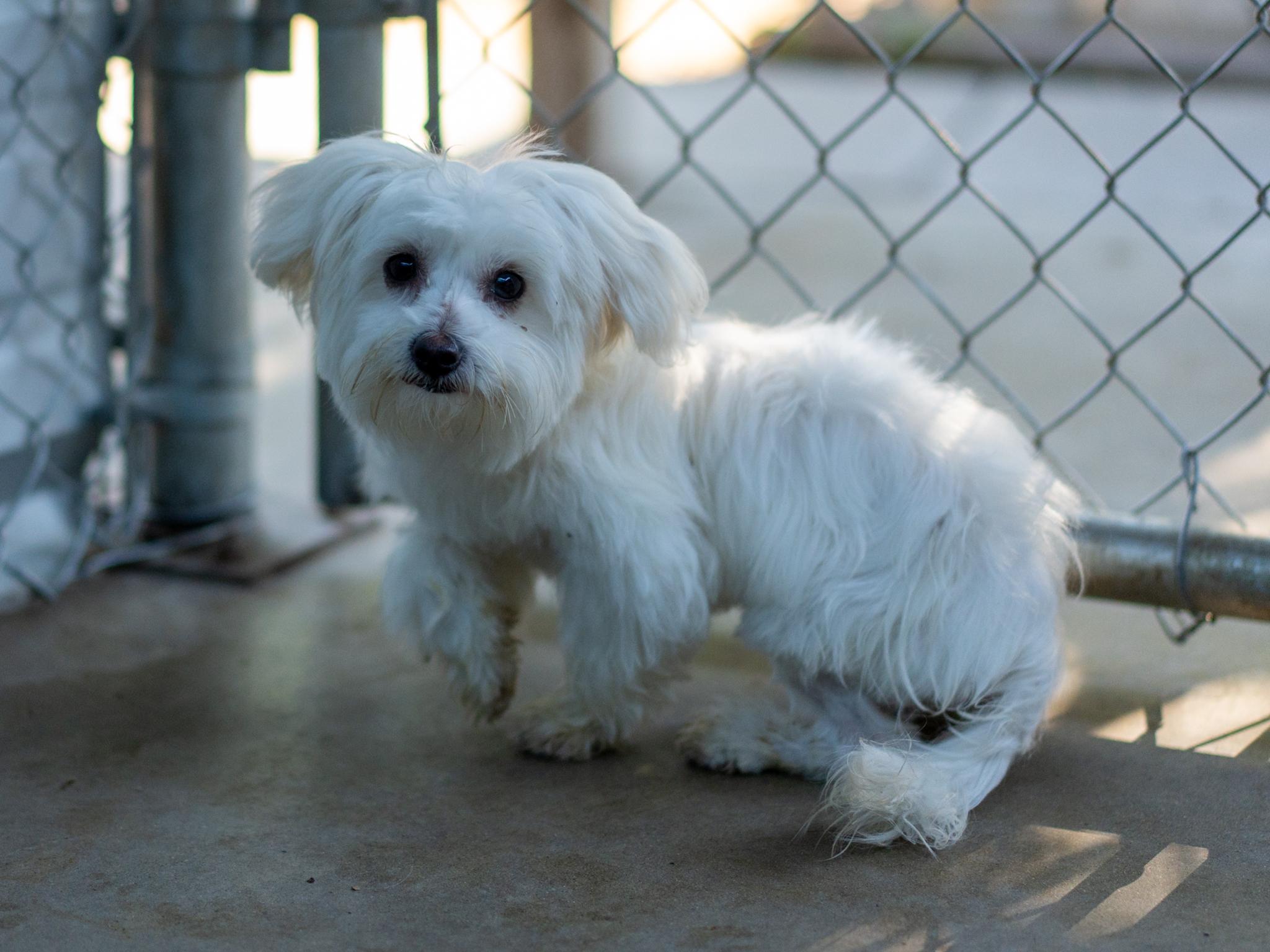 Enlarge BABY LUNA, a Adopted mixed breed in Fresno, CA image 6/6