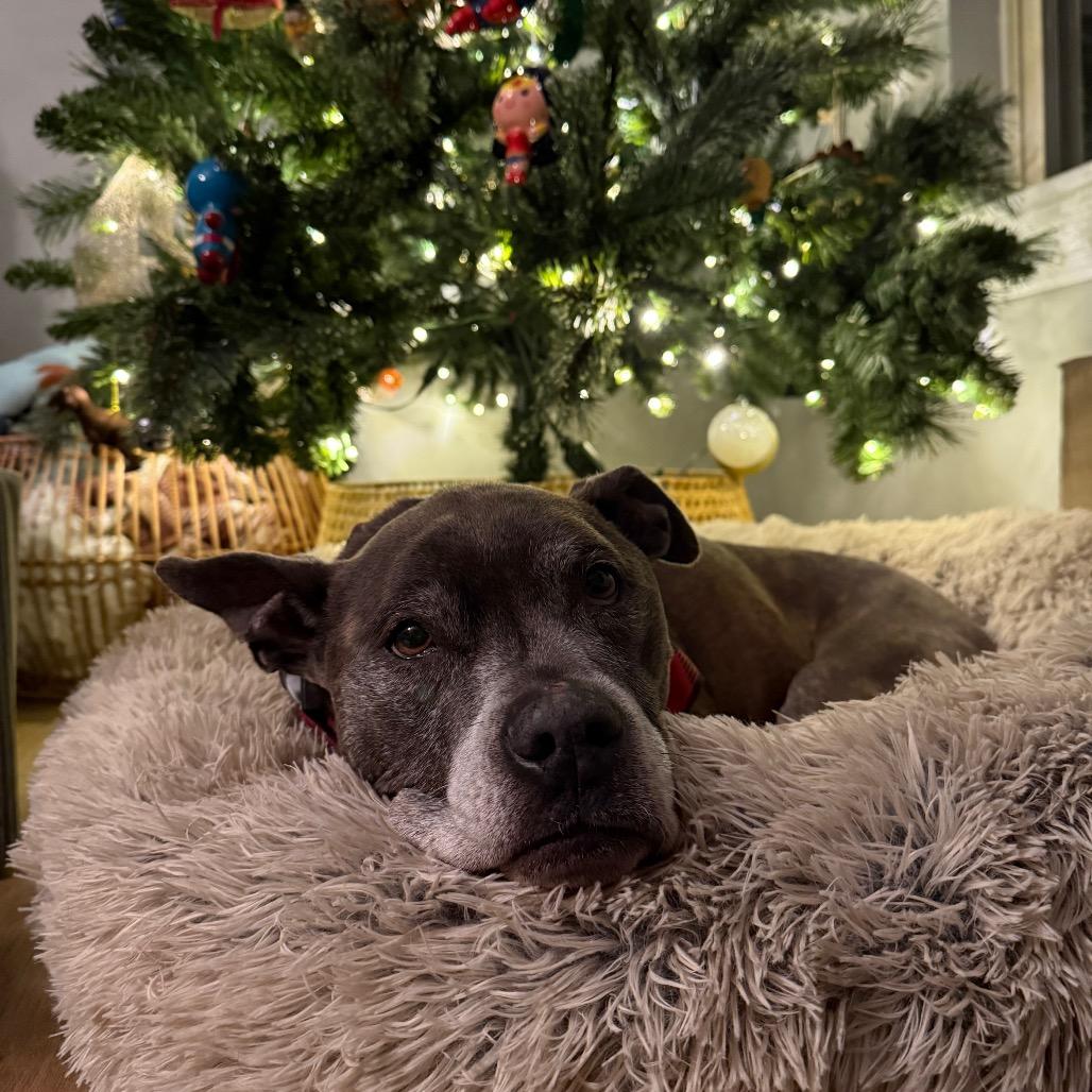 Enlarge Shadow, a ADOPTABLE mixed breed in Columbia, MO image 2/3