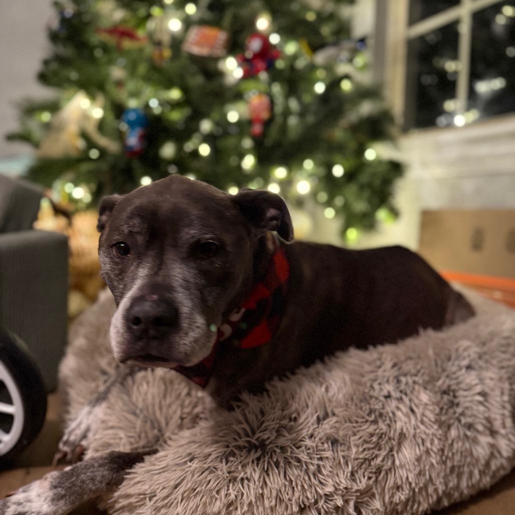 Enlarge Shadow, a ADOPTABLE mixed breed in Columbia, MO image 3/3