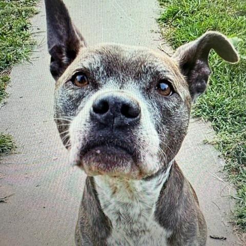 Enlarge Shadow, a ADOPTABLE mixed breed in Columbia, MO image 1/3