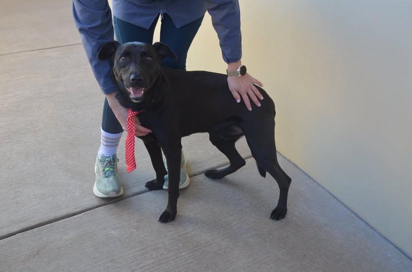 Enlarge Smokey, a Adoptable Labrador Retriever in McKinney, TX image 1/1
