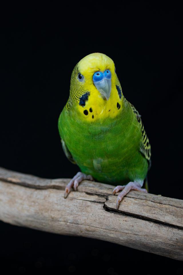 Enlarge Edward (Green Male), a Adoptable Parakeet (Other) in FRANKTON, IN image 1/1