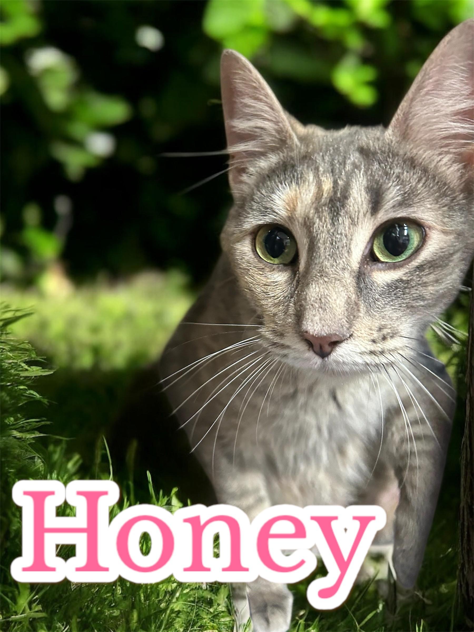 Honey