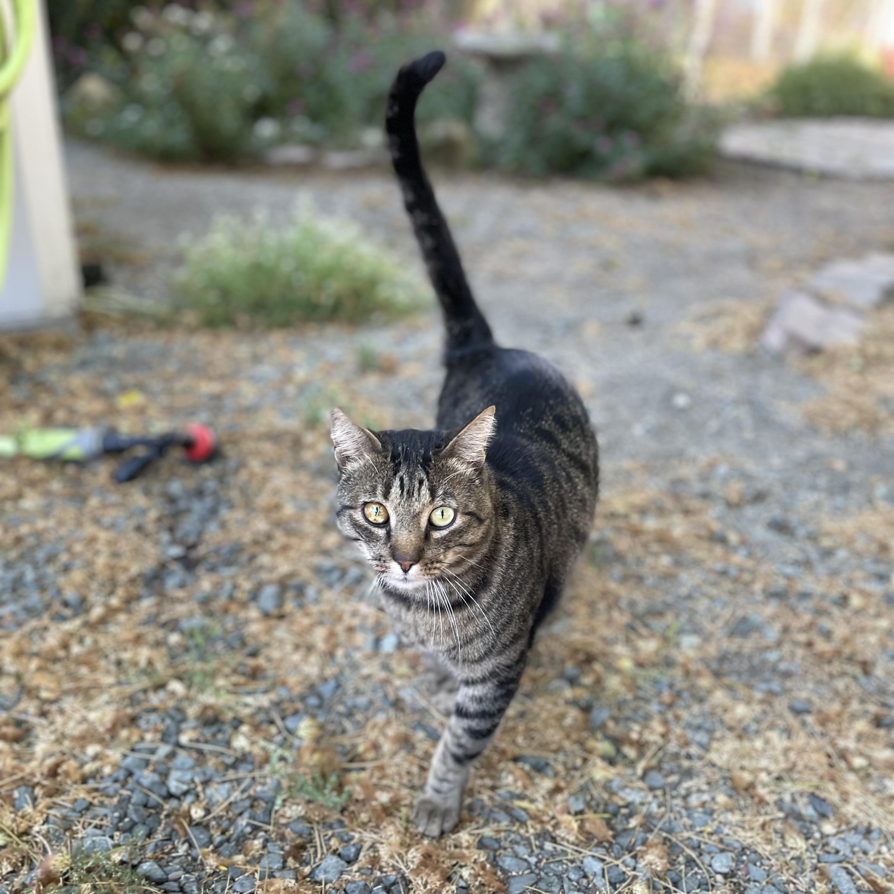 Bear (indoor/outdoor), Adoptable, Adult Male Domestic Short Hair.