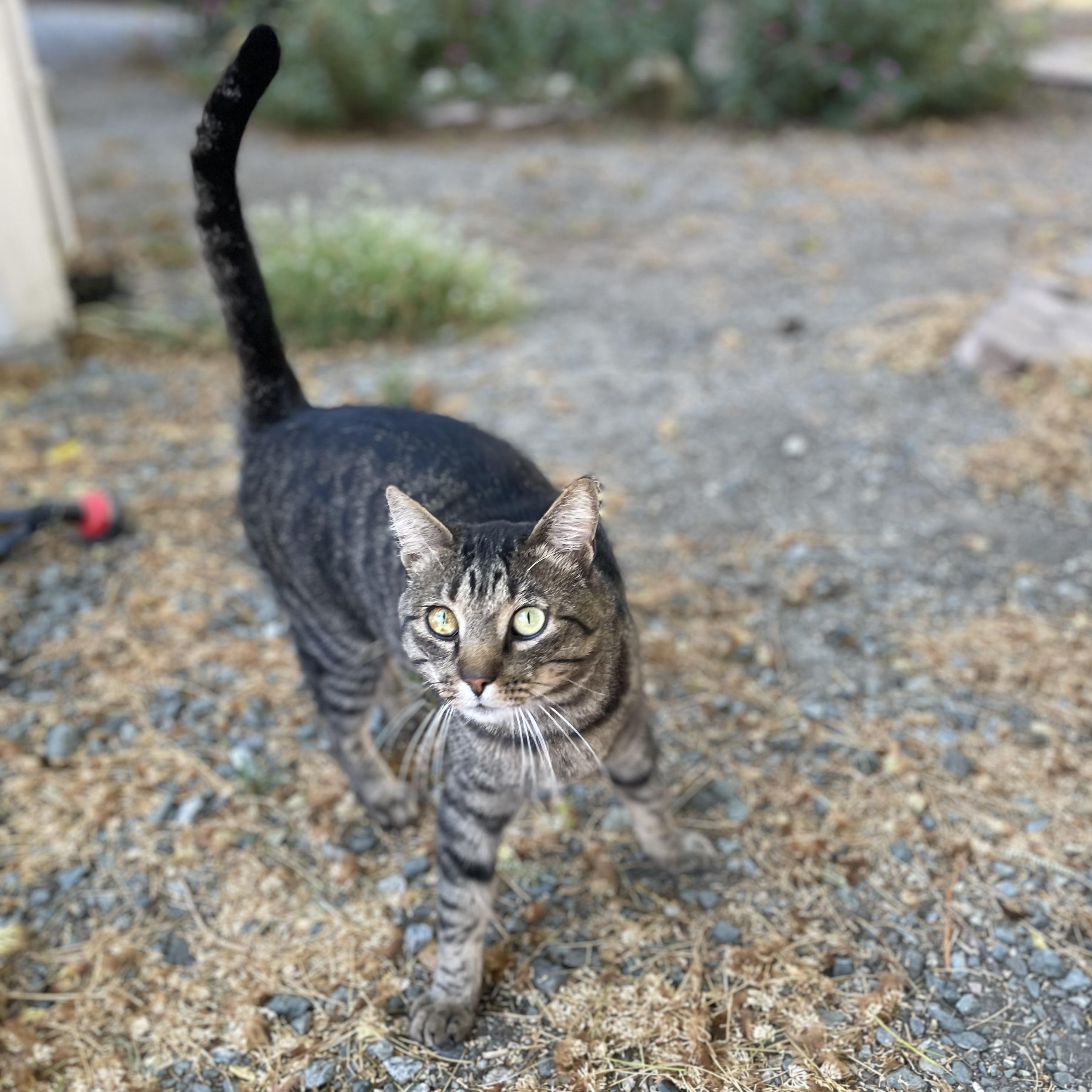 Bear (indoor/outdoor)
