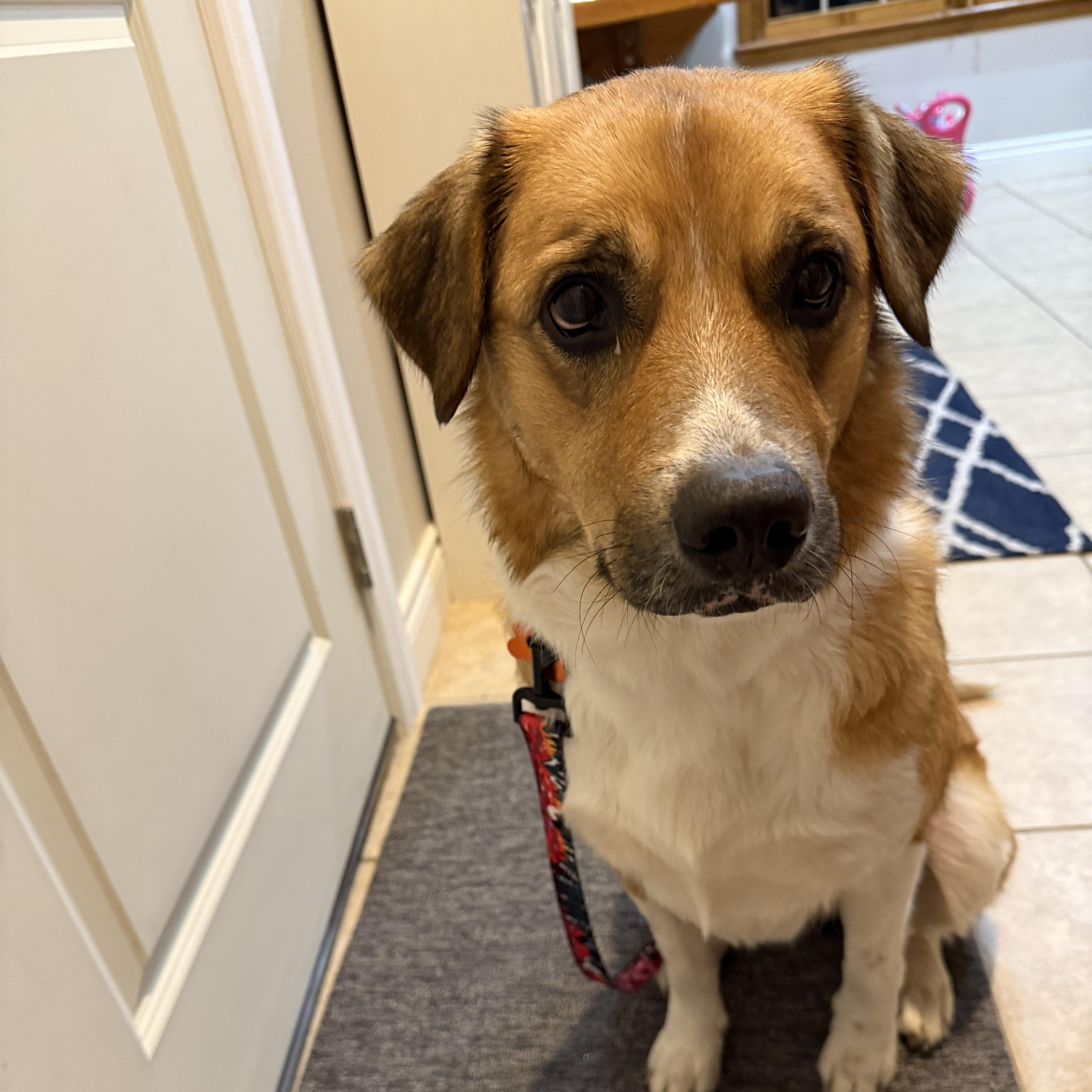 Enlarge Daisy (ADOPTION FEE SPONSORED) , an adopted mixed breed in Springfield, MO image 1/6