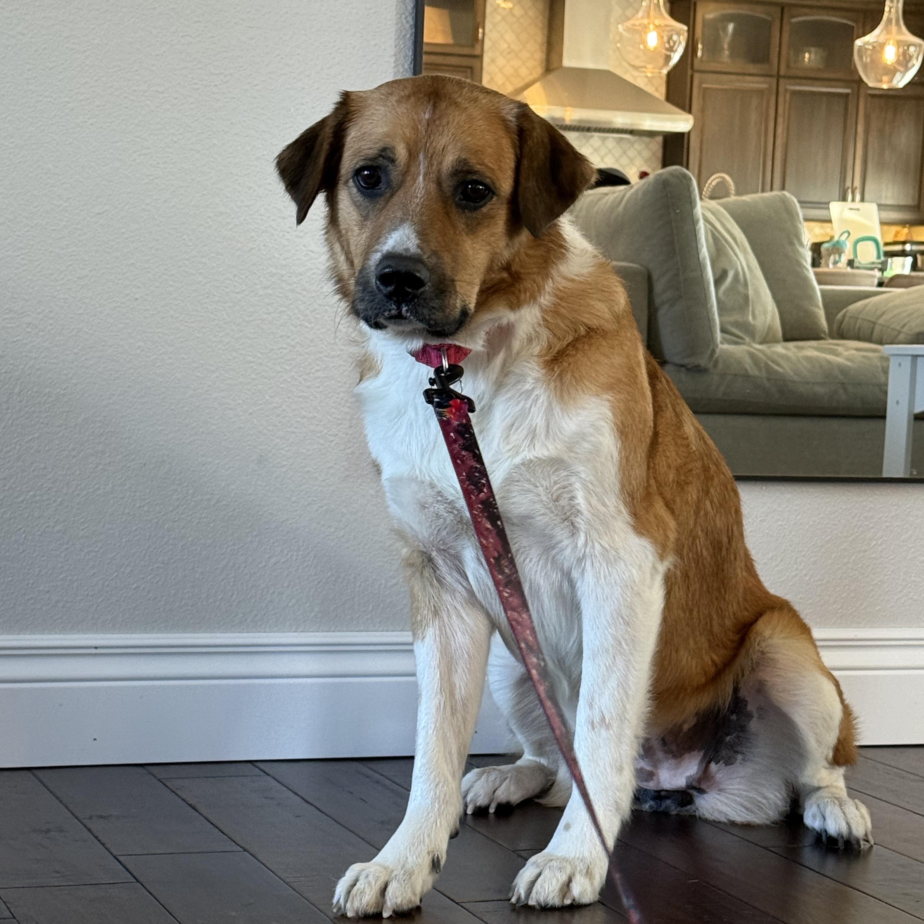 Enlarge Daisy (ADOPTION FEE SPONSORED) , an adopted mixed breed in Springfield, MO image 4/6