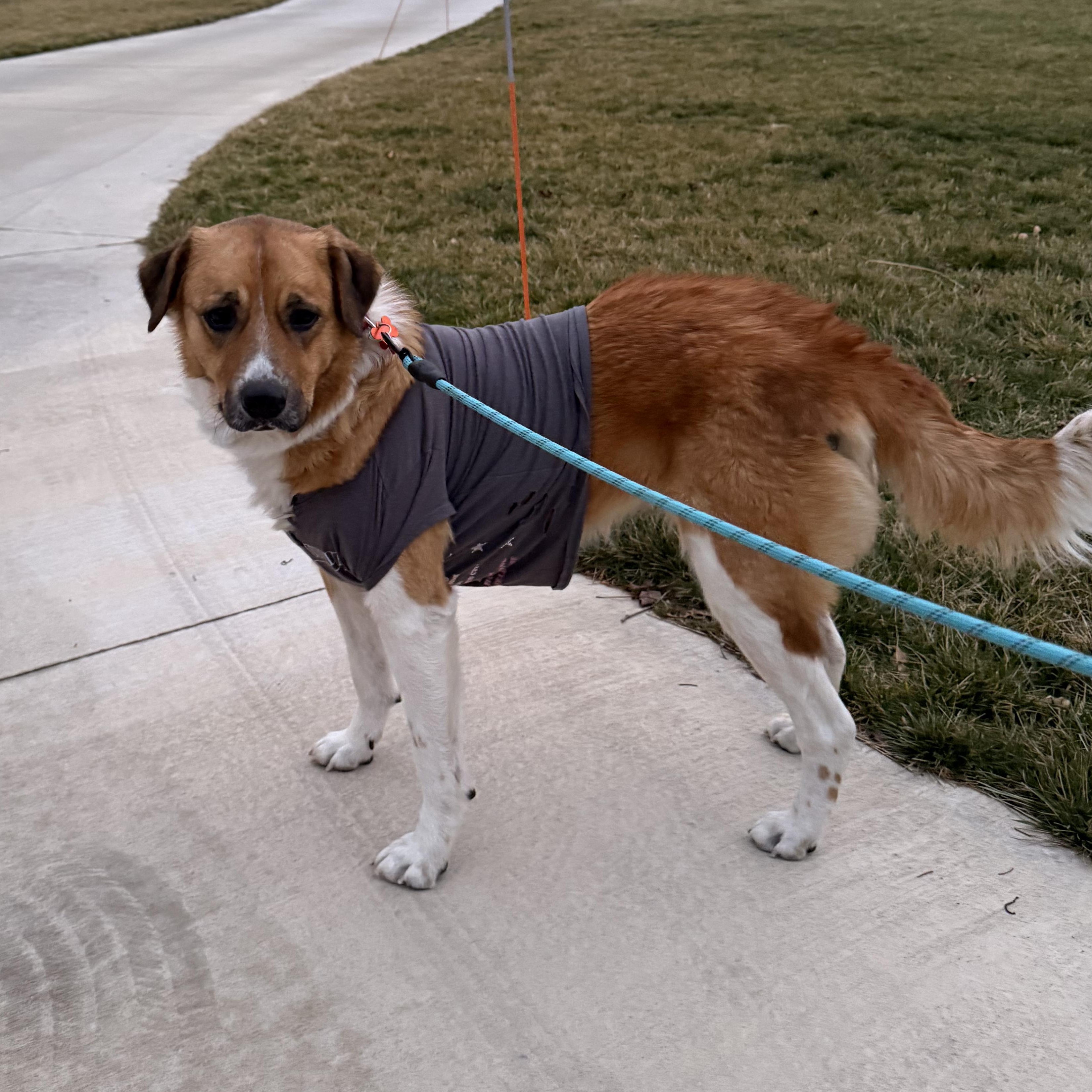 Enlarge Daisy (ADOPTION FEE SPONSORED) , an adopted mixed breed in Springfield, MO image 5/6