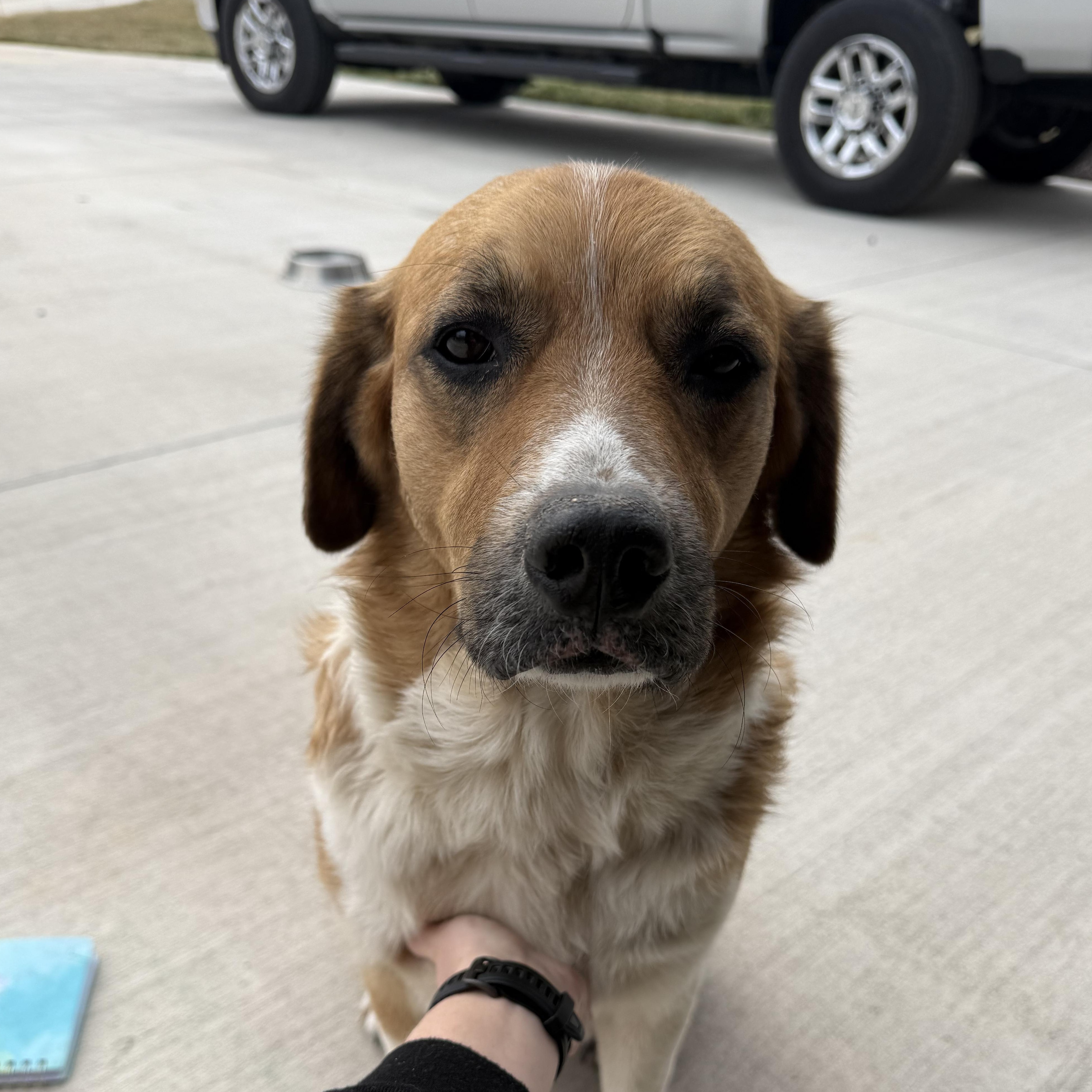 Enlarge Daisy (ADOPTION FEE SPONSORED) , an adopted mixed breed in Springfield, MO image 3/6