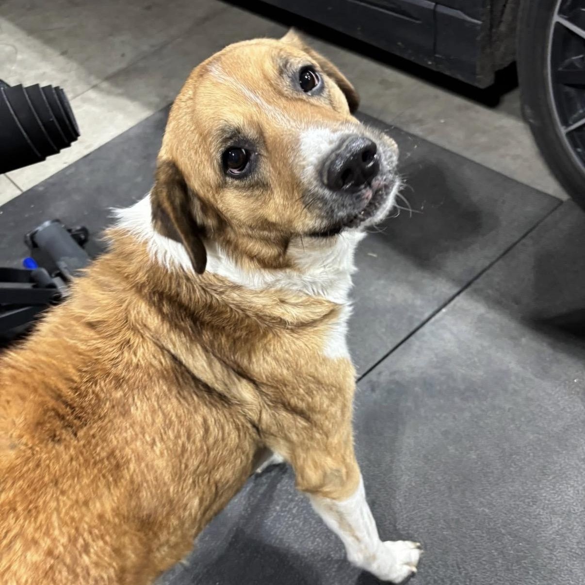 Enlarge Daisy (ADOPTION FEE SPONSORED) , an adopted mixed breed in Springfield, MO image 2/6