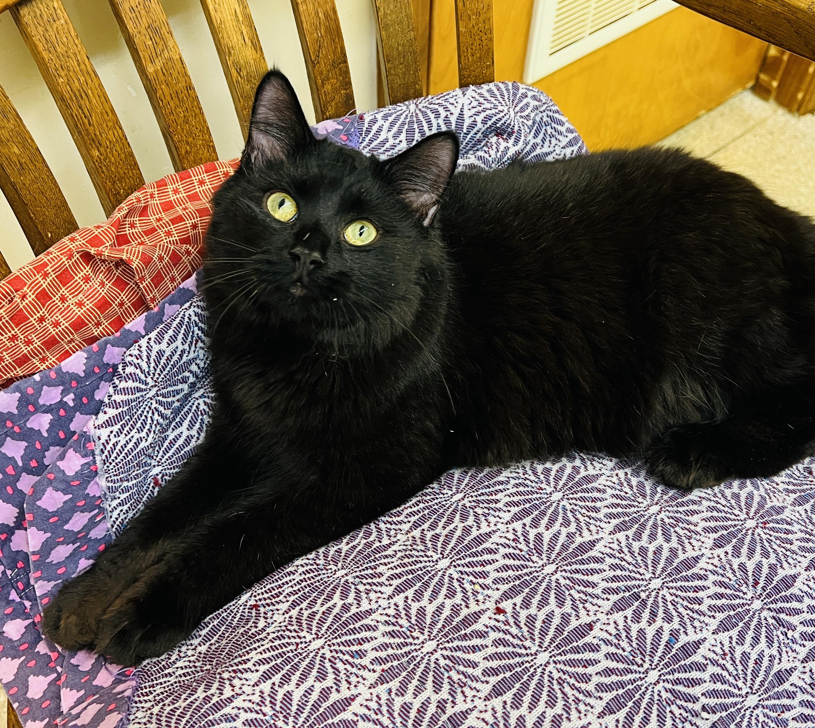 Chicko — thumbnail 3