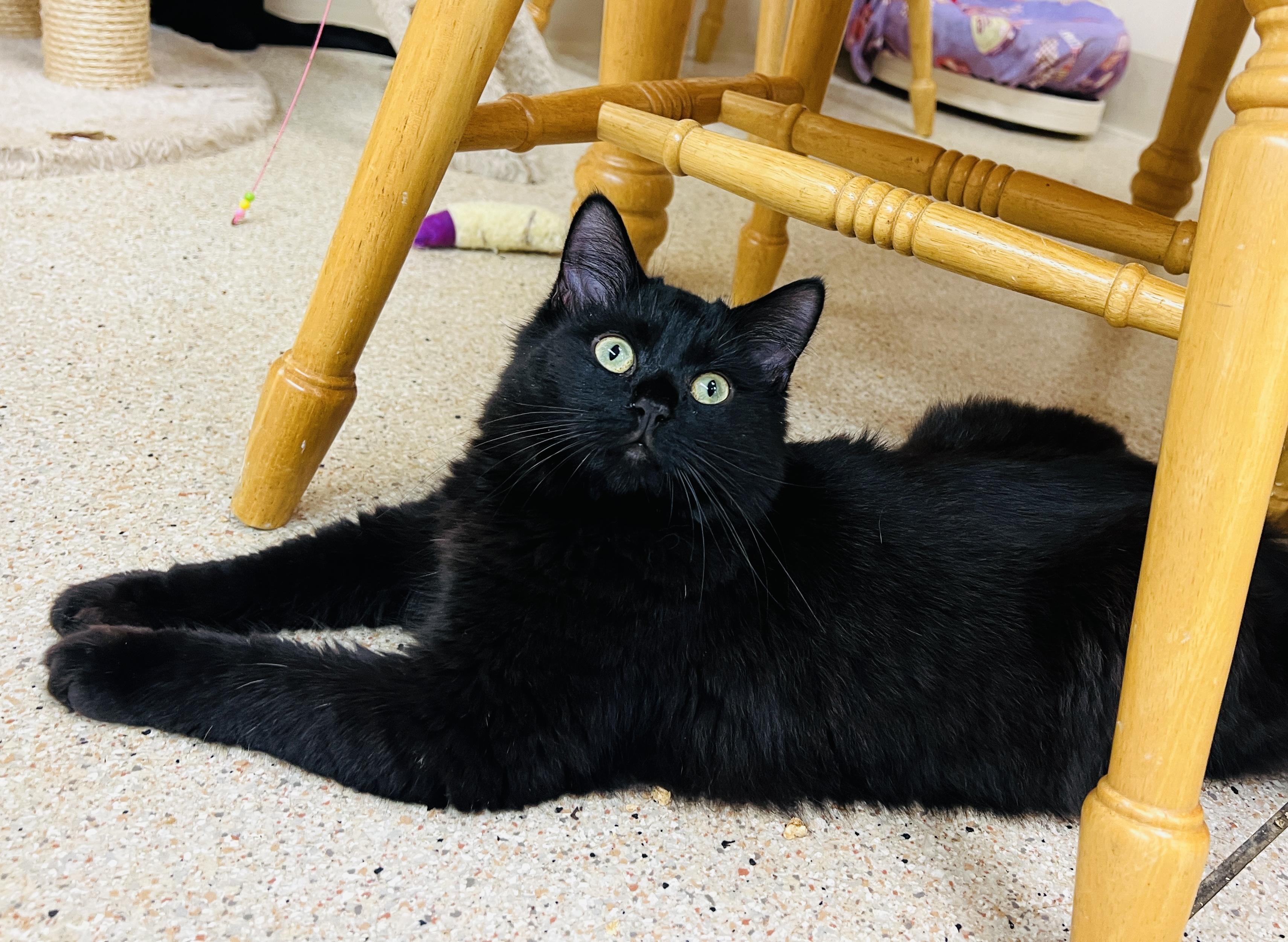 Chicko — thumbnail 4