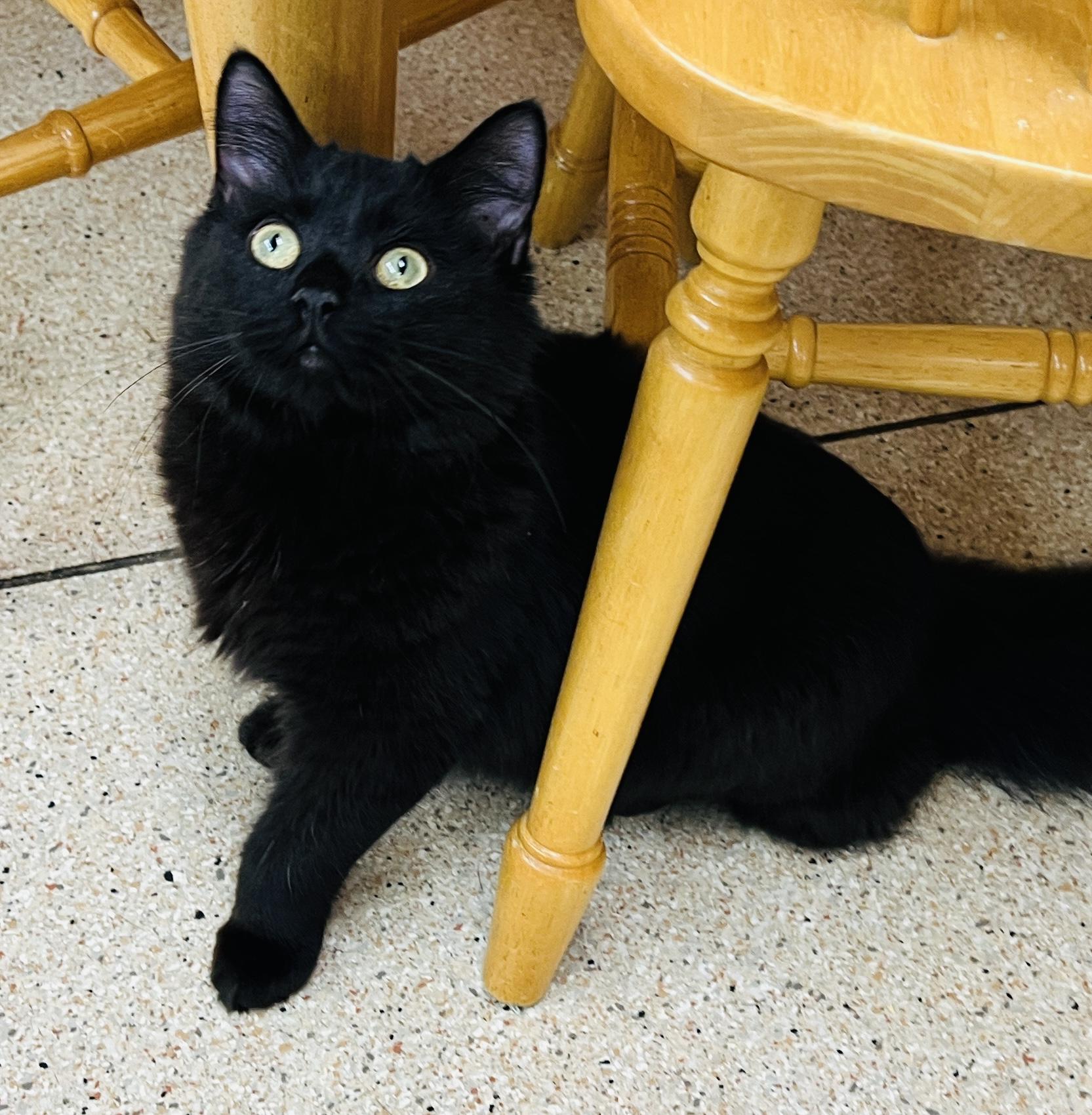 Chicko — thumbnail 6