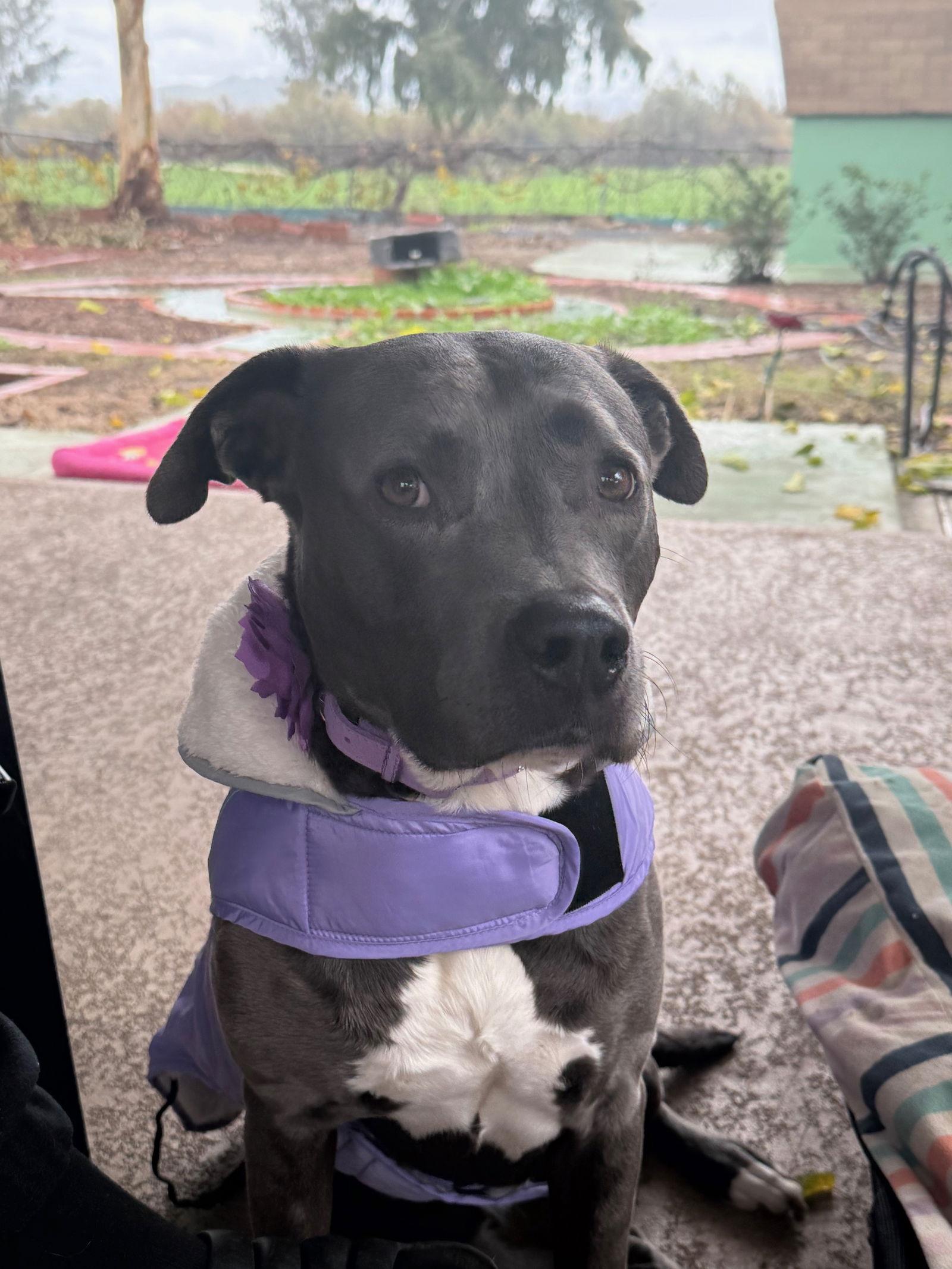 Enlarge Lola, a Adoptable Pit Bull Terrier in Sparks, NV image 1/3