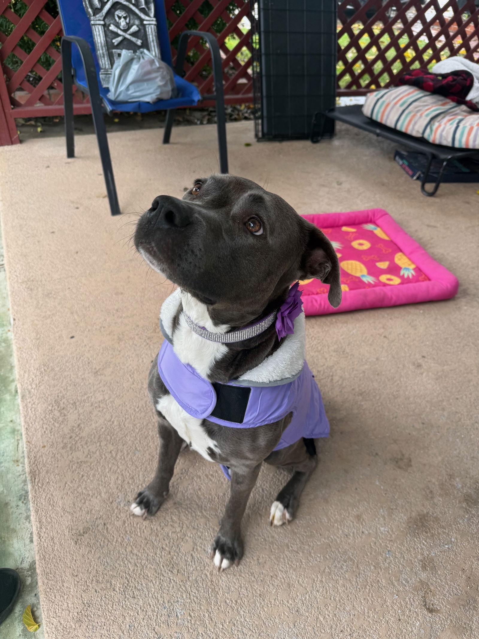 Enlarge Lola, a Adoptable Pit Bull Terrier in Sparks, NV image 2/3