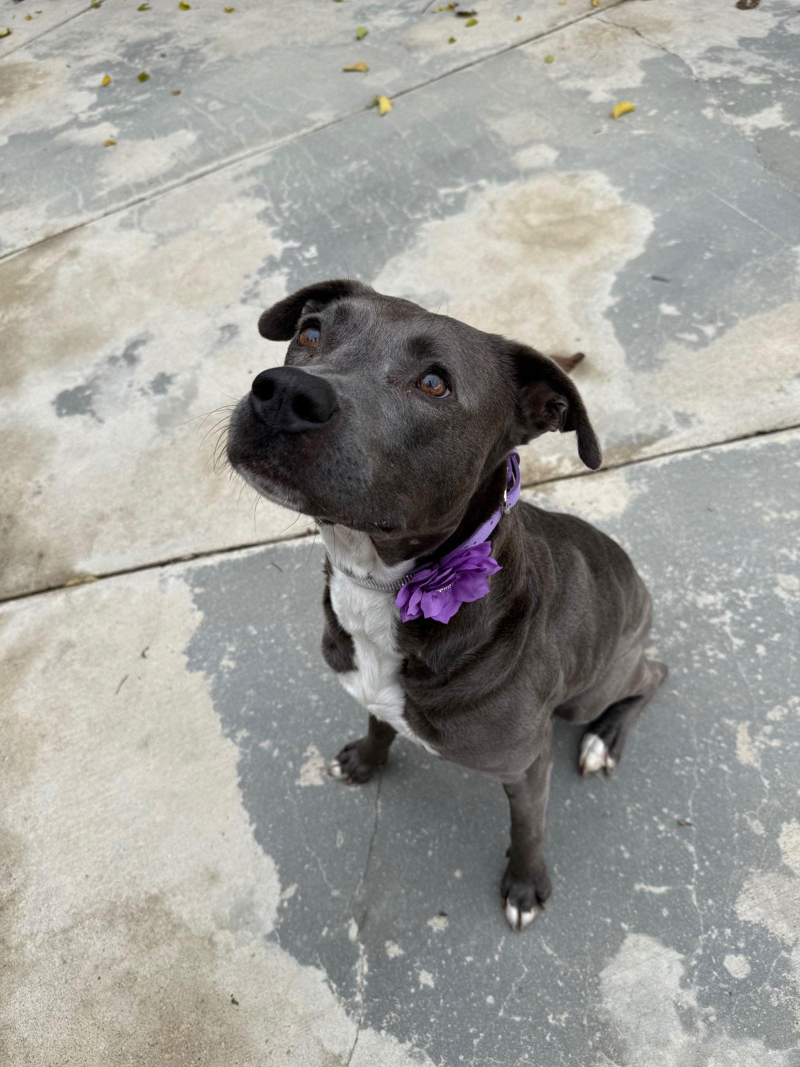 Enlarge Lola, a Adoptable Pit Bull Terrier in Sparks, NV image 3/3