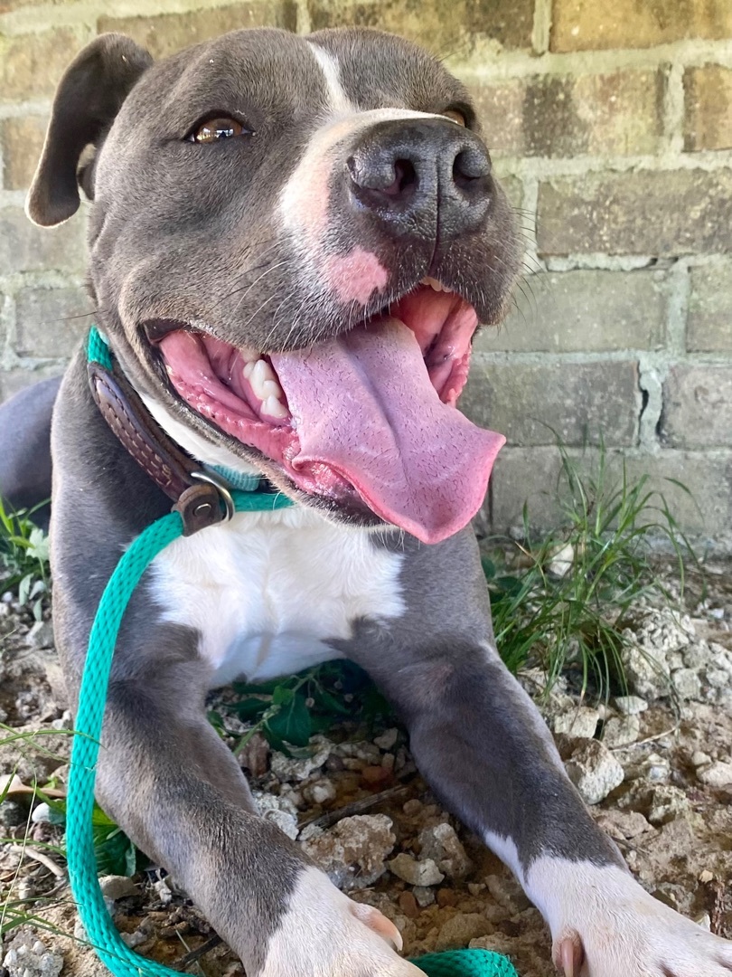 Blue , Adoptable, Young Male Pit Bull Terrier.