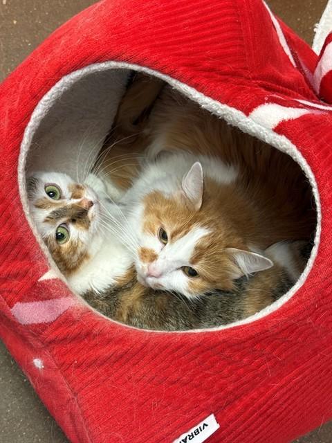 HANNAH, Adoptable, Senior Female Domestic Short Hair.