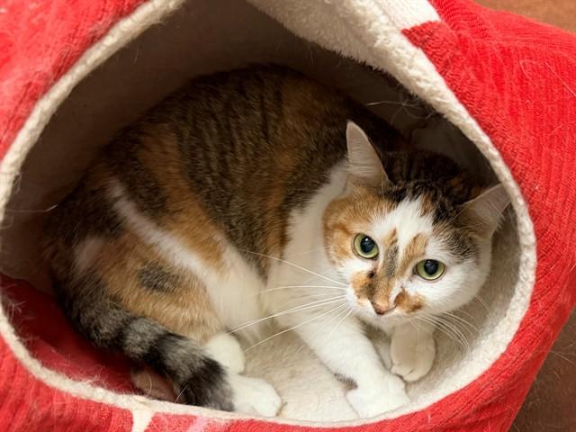 HANNAH, Adoptable, Senior Female Domestic Short Hair.