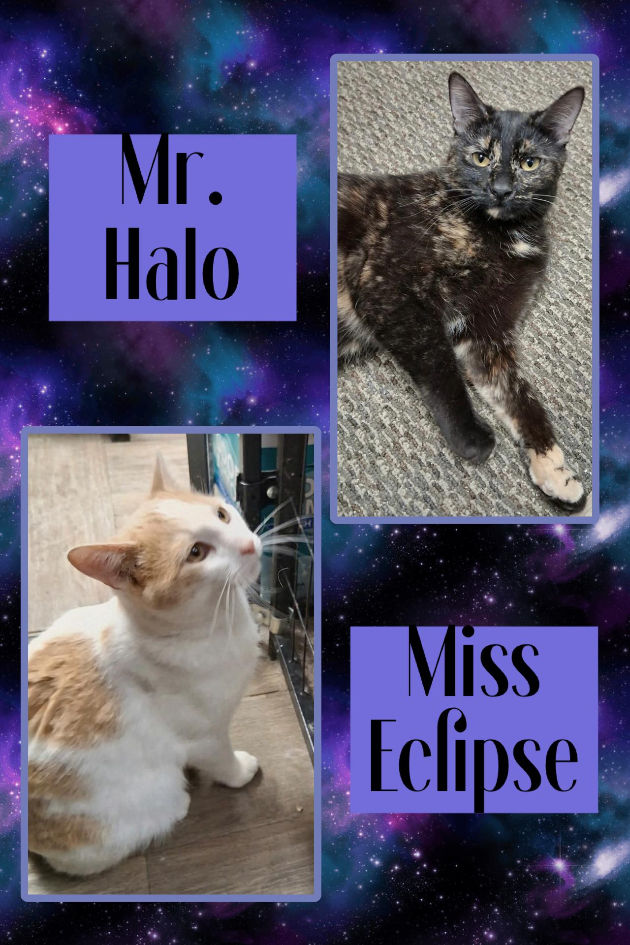 Halo & Eclipse, adopted, Adult Male Domestic Short Hair.