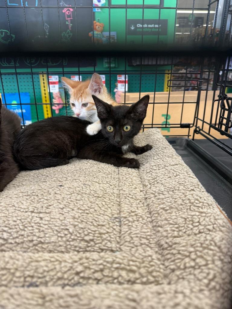 Ari, Adoptable, Young Female Domestic Short Hair.