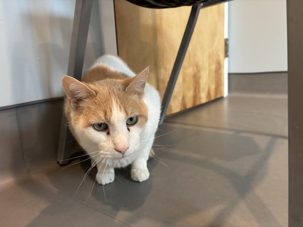 Chandler, Adoptable, Adult Male Domestic Short Hair.