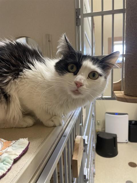 Enlarge SWEETS, a Adoptable Domestic Short Hair in South Lake Tahoe, CA image 1/1